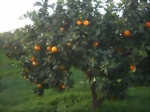 Orangen